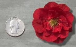 Double Take 'Scarlet' Flowering Quince - 3 Gallon Pot -Wilson Bros Garden Quince Double Take Red 11 1