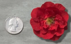 Double Take 'Scarlet' Flowering Quince - 2 Gallon Pot 11 Double Take 'Scarlet' Flowering Quince - 2 Gallon Pot -Wilson Bros Garden Quince Double Take Red 11