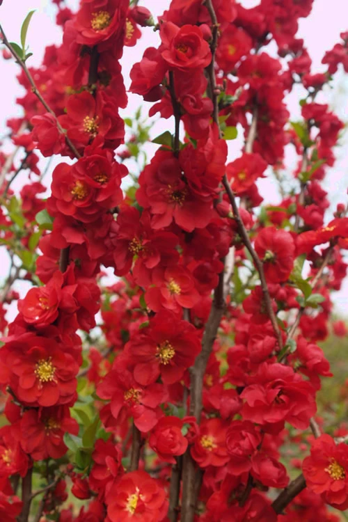 Double Take 'Scarlet' Flowering Quince - 2 Gallon Pot 7 Double Take 'Scarlet' Flowering Quince - 2 Gallon Pot - Image 5