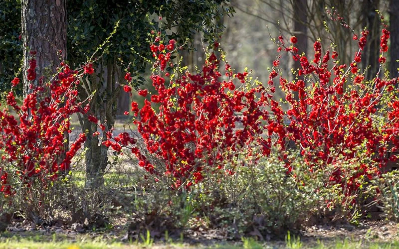 Double Take 'Scarlet' Flowering Quince - 2 Gallon Pot 8 Double Take 'Scarlet' Flowering Quince - 2 Gallon Pot - Image 6