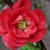 Double Take 'Scarlet' Flowering Quince - 3 Gallon Pot -Wilson Bros Garden Quince Double Take Scarlet 9 1