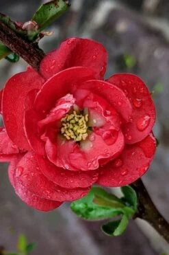 Double Take 'Scarlet' Flowering Quince - 3 Gallon Pot