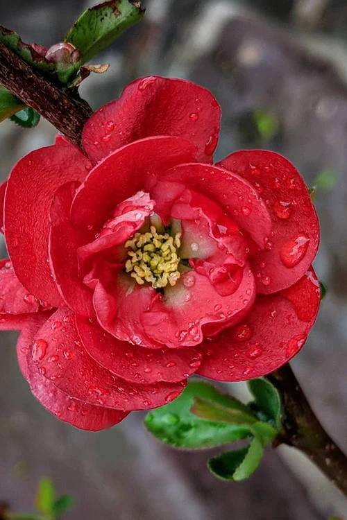 Double Take 'Scarlet' Flowering Quince - 2 Gallon Pot 3 Double Take 'Scarlet' Flowering Quince - 2 Gallon Pot