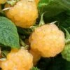 Fall Gold Raspberry - 1 Gallon Pot 2 Fall Gold Raspberry - 1 Gallon Pot -Wilson Bros Garden Raspberry Fall Gold 1