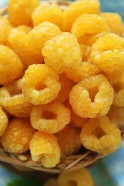 Fall Gold Raspberry - 1 Gallon Pot -Wilson Bros Garden Raspberry Fall Gold 2