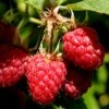 Heritage Raspberry - 1 Gallon Pot -Wilson Bros Garden Raspberry Heritage 500x750 2