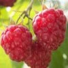 Nova Raspberry - 1 Gallon Pot 1 Nova Raspberry - 1 Gallon Pot -Wilson Bros Garden Raspberry Nova 1