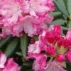 Southgate 'Brandi' Rhododendron - 2 Gallon Pot 2 Southgate 'Brandi' Rhododendron - 2 Gallon Pot -Wilson Bros Garden Rhododendron Brandi Southgate BS