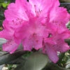 Southgate 'Radiance' Rhododendron - 1 Gallon Pot -Wilson Bros Garden Rhododendron Southgate Radiance 2 500x750 1