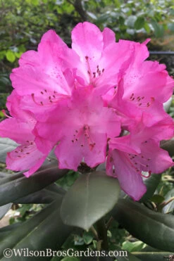 Southgate 'Radiance' Rhododendron - 1 Gallon Pot