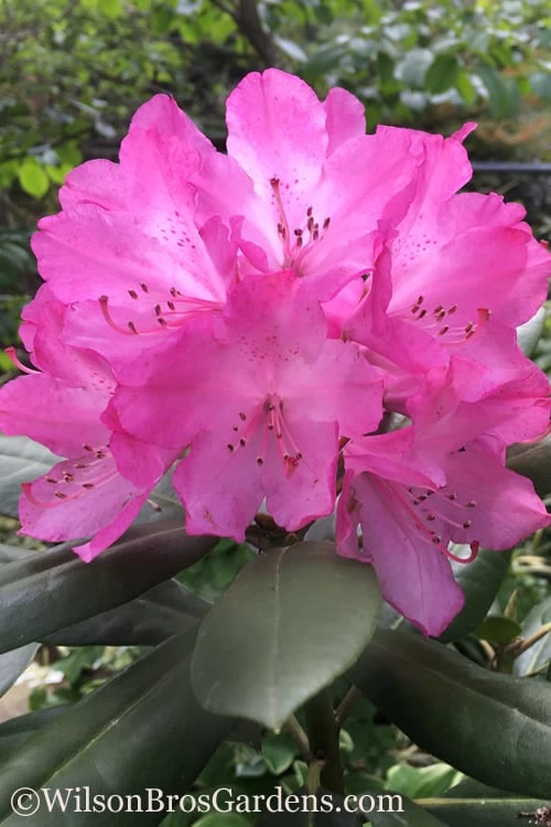 Southgate 'Radiance' Rhododendron - 2 Gallon Pot 3 Southgate 'Radiance' Rhododendron - 2 Gallon Pot