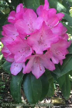 Southgate 'Radiance' Rhododendron - 1 Gallon Pot -Wilson Bros Garden Rhododendron Southgate Radiance 4 500x750 1