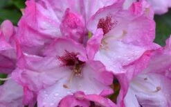 Southgate 'Radiance' Rhododendron - 3 Gallon Pot -Wilson Bros Garden Rhododendron Southgate Radiance Closeup 2