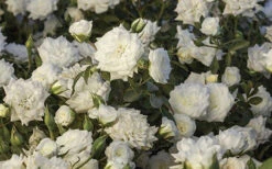 White Drift Rose - 1 Gallon Pot 12 White Drift Rose - 1 Gallon Pot -Wilson Bros Garden Ride White Drift Blooms 4