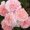 Apricot Drift Dwarf Rose - 3 Gallon Pot -Wilson Bros Garden Rose Apricot Drift Rose BS