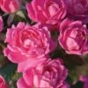 Pink Double Knock Out Rose - 3 Gallon Pot -Wilson Bros Garden Rose Double Pink Knockout BS 1