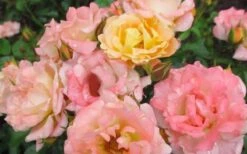 Peach Drift Groundcover Rose - 2 Gallon Pot -Wilson Bros Garden Rose Drift Peach 1