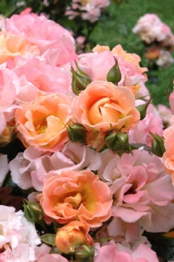 Peach Drift Groundcover Rose - 3 Gallon Pot -Wilson Bros Garden Rose Drift Peach 22