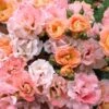 Peach Drift Groundcover Rose - 1 Gallon Pot -Wilson Bros Garden Rose Drift Peach 23 2