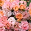 Peach Drift Groundcover Rose - 2 Gallon Pot 1 Peach Drift Groundcover Rose - 2 Gallon Pot -Wilson Bros Garden Rose Drift Peach 23 3