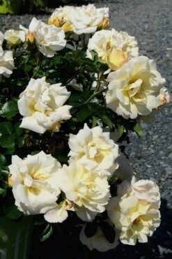 Popcorn Drift Groundcover Rose - 3 Gallon Pot -Wilson Bros Garden Rose Drift Popcorn 10 2