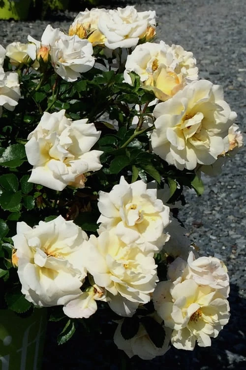 Popcorn Drift Groundcover Rose - 1 Gallon Pot 8 Popcorn Drift Groundcover Rose - 1 Gallon Pot - Image 6