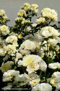 Popcorn Drift Groundcover Rose - 2 Gallon Pot -Wilson Bros Garden Rose Drift Popcorn 16 1