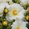 Popcorn Drift Groundcover Rose - 3 Gallon Pot 2 Popcorn Drift Groundcover Rose - 3 Gallon Pot -Wilson Bros Garden Rose Drift Popcorn 19 2