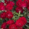 Red Drift Groundcover Rose - 1 Gallon Pot 2 Red Drift Groundcover Rose - 1 Gallon Pot -Wilson Bros Garden Rose Drift Red 10 1