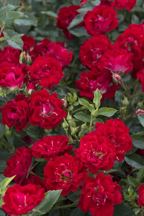 Red Drift Groundcover Rose - 1 Gallon Pot 3 Red Drift Groundcover Rose - 1 Gallon Pot