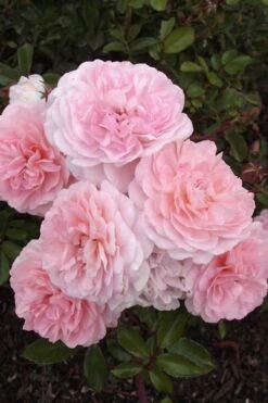 Sweet Drift Groundcover Rose - 1 Gallon Pot -Wilson Bros Garden Rose Drift Sweet 20 2