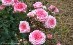 Sweet Drift Groundcover Rose - 2 Gallon Pot -Wilson Bros Garden Rose Drift Sweet 21 1