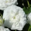 White Drift Rose - 1 Gallon Pot -Wilson Bros Garden Rose Drift White 10