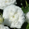 White Drift Rose - 1 Gallon Pot -Wilson Bros Garden Rose Drift White 10 3