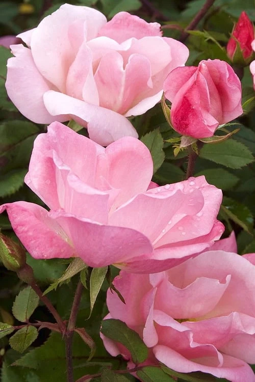 Blushing Knock Out Rose - 1 Gallon Pot 3 Blushing Knock Out Rose - 1 Gallon Pot