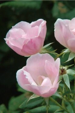 Blushing Knock Out Rose - 1 Gallon Pot 12 Blushing Knock Out Rose - 1 Gallon Pot -Wilson Bros Garden Rose Knock Out Blushing Pink 5