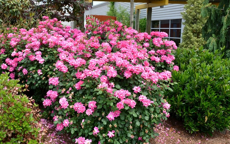 Pink Double Knock Out Rose - 3 Gallon Pot 8 Pink Double Knock Out Rose - 3 Gallon Pot - Image 6
