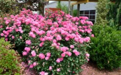 Pink Double Knock Out Rose - 2 Gallon Pot 13 Pink Double Knock Out Rose - 2 Gallon Pot -Wilson Bros Garden Rose Knock Out Double Pink 2 2