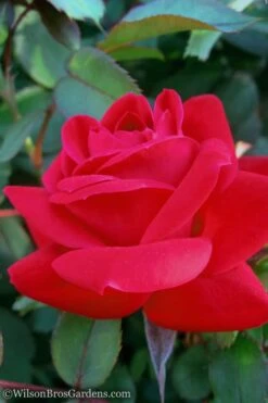 Red Double Knock Out Rose - 3 Gallon Pot -Wilson Bros Garden Rose Knock Out Double Red 10 2