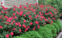 Original Red Knock Out Rose - 3 Gallon Pot 11 Original Red Knock Out Rose - 3 Gallon Pot -Wilson Bros Garden Rose Knock Out Original 51 1