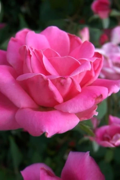 Pink Double Knock Out Rose - 2 Gallon Pot 6 Pink Double Knock Out Rose - 2 Gallon Pot - Image 4