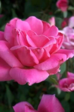 Pink Double Knock Out Rose - 1 Gallon Pot -Wilson Bros Garden Rose Knock Out Pink Double 10