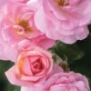 Peachy Knock Out Rose - 1 Gallon Pot -Wilson Bros Garden Rose Knock Peachy 5 1
