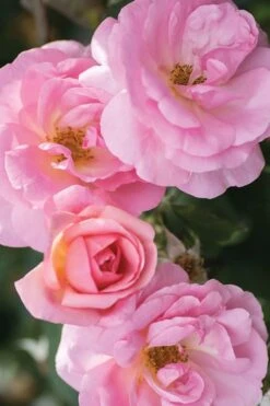 Peachy Knock Out Rose - 3 Gallon Pot