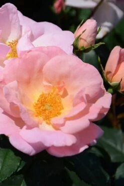 Peachy Knock Out Rose - 1 Gallon Pot 9 Peachy Knock Out Rose - 1 Gallon Pot -Wilson Bros Garden Rose Knock Peachy 6 1