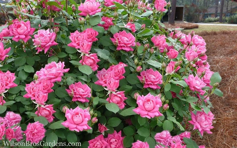 Pink Double Knock Out Rose - 3 Gallon Pot 7 Pink Double Knock Out Rose - 3 Gallon Pot - Image 5