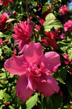 Lucy Rose Of Sharon (Single Trunk Tree) - 7 Gallon Pot (4-5') -Wilson Bros Garden Rose Of Sharon Lucy 13