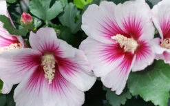 Pink Ink Rose Of Sharon (Althea / Hibiscus) - 3 Gallon Pot -Wilson Bros Garden Rose Of Sharon Pink Ink 1