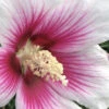 Pink Ink Rose Of Sharon (Althea / Hibiscus) - 3 Gallon Pot -Wilson Bros Garden Rose Of Sharon Pink Ink 2