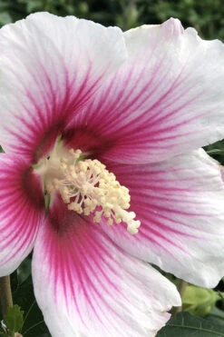 Pink Ink Rose Of Sharon (Althea / Hibiscus) - 3 Gallon Pot